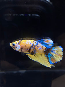 Male Halfmoon Plakat - Yellow Galaxy #2689 - Live Betta Fish