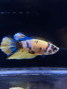 Male Halfmoon Plakat - Yellow Galaxy #2689 - Live Betta Fish