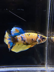 Male Halfmoon Plakat - Yellow Galaxy #2689 - Live Betta Fish