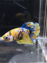 Load image into Gallery viewer, Male Halfmoon Plakat - Yellow Galaxy #2689 - Live Betta Fish
