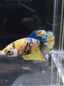 Male Halfmoon Plakat - Yellow Galaxy #2689 - Live Betta Fish