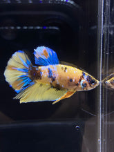 Load image into Gallery viewer, Male Halfmoon Plakat - Yellow Galaxy #2689 - Live Betta Fish
