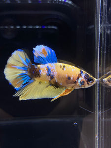 Male Halfmoon Plakat - Yellow Galaxy #2689 - Live Betta Fish