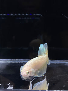 Male Halfmoon Plakat - Super Gold #2691 - Live Betta Fish