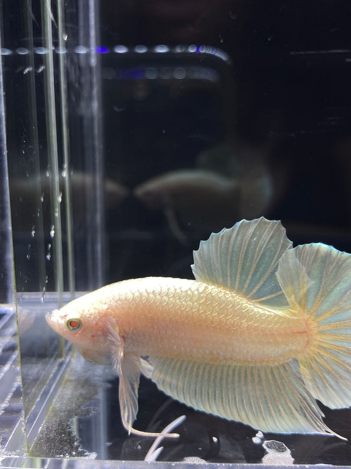 Male Halfmoon Plakat - Super Gold #2691 - Live Betta Fish