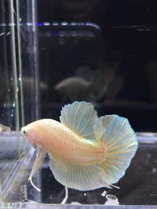 Male Halfmoon Plakat - Super Gold #2691 - Live Betta Fish