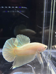 Male Halfmoon Plakat - Super Gold #2691 - Live Betta Fish