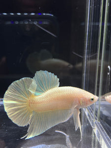 Male Halfmoon Plakat - Super Gold #2691 - Live Betta Fish