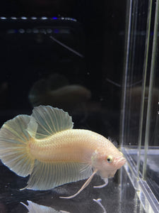 Male Halfmoon Plakat - Super Gold #2691 - Live Betta Fish