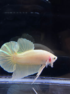 Male Halfmoon Plakat - Super Gold #2691 - Live Betta Fish