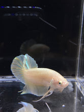 Load image into Gallery viewer, Male Halfmoon Plakat - Super Gold #2691 - Live Betta Fish
