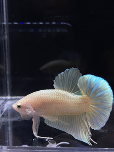 Male Halfmoon Plakat - Super Gold #2691 - Live Betta Fish