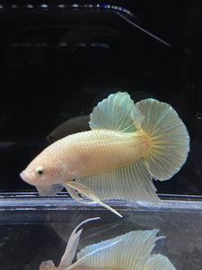 Male Halfmoon Plakat - Super Gold #2691 - Live Betta Fish