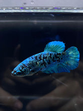 Load image into Gallery viewer, Female Halfmoon Plakat - Blue Avatar #2692 - Live Betta Fish
