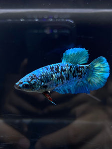 Female Halfmoon Plakat - Blue Avatar #2692 - Live Betta Fish