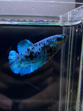 Load image into Gallery viewer, Female Halfmoon Plakat - Blue Avatar #2692 - Live Betta Fish
