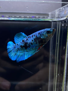 Female Halfmoon Plakat - Blue Avatar #2692 - Live Betta Fish