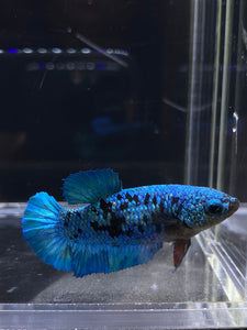 Female Halfmoon Plakat - Blue Avatar #2692 - Live Betta Fish