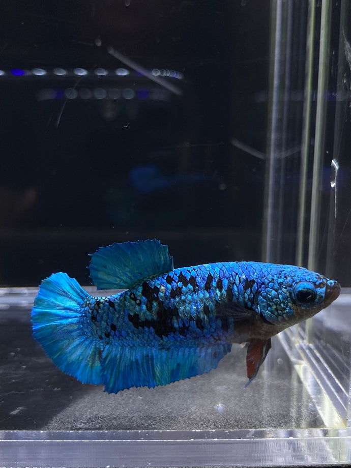 Female Halfmoon Plakat - Blue Avatar #2692 - Live Betta Fish