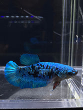 Load image into Gallery viewer, Female Halfmoon Plakat - Blue Avatar #2692 - Live Betta Fish
