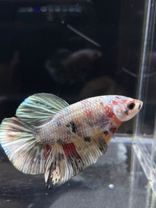 Male Halfmoon Plakat - Candy Copper #2693 - Live Betta Fish