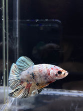 Load image into Gallery viewer, Male Halfmoon Plakat - Candy Copper #2693 - Live Betta Fish
