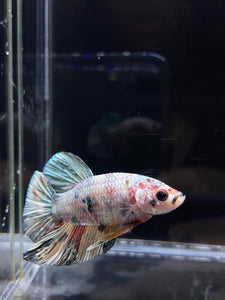 Male Halfmoon Plakat - Candy Copper #2693 - Live Betta Fish