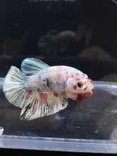 Load image into Gallery viewer, Male Halfmoon Plakat - Candy Copper #2693 - Live Betta Fish
