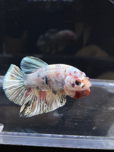 Male Halfmoon Plakat - Candy Copper #2693 - Live Betta Fish