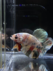 Male Halfmoon Plakat - Candy Copper #2693 - Live Betta Fish