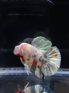 Male Halfmoon Plakat - Candy Copper #2693 - Live Betta Fish