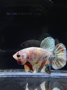 Male Halfmoon Plakat - Candy Copper #2693 - Live Betta Fish