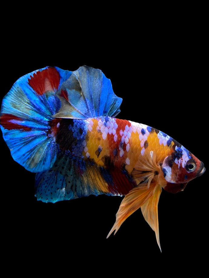 Male Halfmoon Plakat - Multicolor #2694 - Live Betta Fish