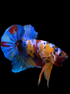 Male Halfmoon Plakat - Multicolor #2694 - Live Betta Fish