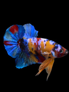 Male Halfmoon Plakat - Multicolor #2694 - Live Betta Fish