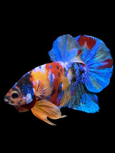 Male Halfmoon Plakat - Multicolor #2694 - Live Betta Fish