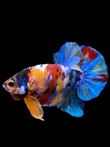 Male Halfmoon Plakat - Multicolor #2694 - Live Betta Fish