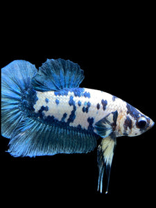 Male Halfmoon Plakat - Blue Cow #2697 - Live Betta Fish