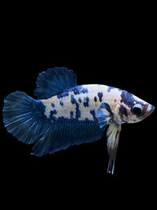 Male Halfmoon Plakat - Blue Cow #2697 - Live Betta Fish