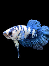 Load image into Gallery viewer, Male Halfmoon Plakat - Blue Cow #2697 - Live Betta Fish
