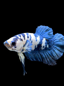 Male Halfmoon Plakat - Blue Cow #2697 - Live Betta Fish