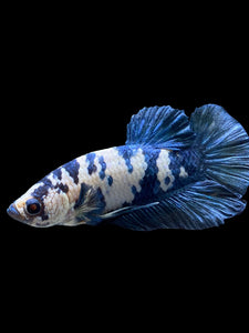 Male Halfmoon Plakat - Blue Cow #2697 - Live Betta Fish