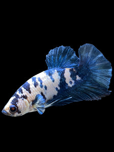 Male Halfmoon Plakat - Blue Cow #2697 - Live Betta Fish