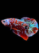 Load image into Gallery viewer, Male Halfmoon Plakat - Galaxy #2716 - Live Betta Fish
