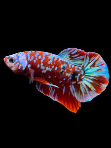 Male Halfmoon Plakat - Galaxy #2716 - Live Betta Fish