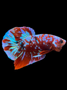 Male Halfmoon Plakat - Galaxy #2716 - Live Betta Fish