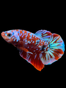 Male Halfmoon Plakat - Galaxy #2716 - Live Betta Fish