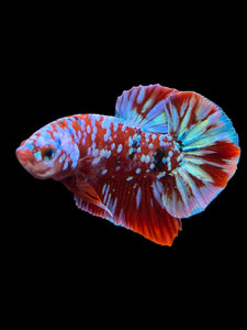 Male Halfmoon Plakat - Galaxy #2716 - Live Betta Fish