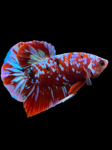 Male Halfmoon Plakat - Galaxy #2716 - Live Betta Fish