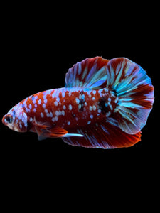 Male Halfmoon Plakat - Galaxy #2716 - Live Betta Fish